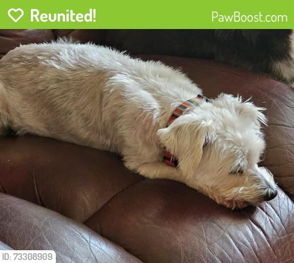 Reunited Male Dog last seen Amanda Street, Christopher St, Hagan Rd, Whitehouse, TX 75791