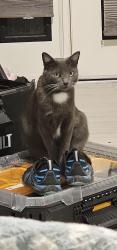 Lost Female Cat last seen End of Higginsfeather dr and Rondure loop, Tucson, AZ 85743