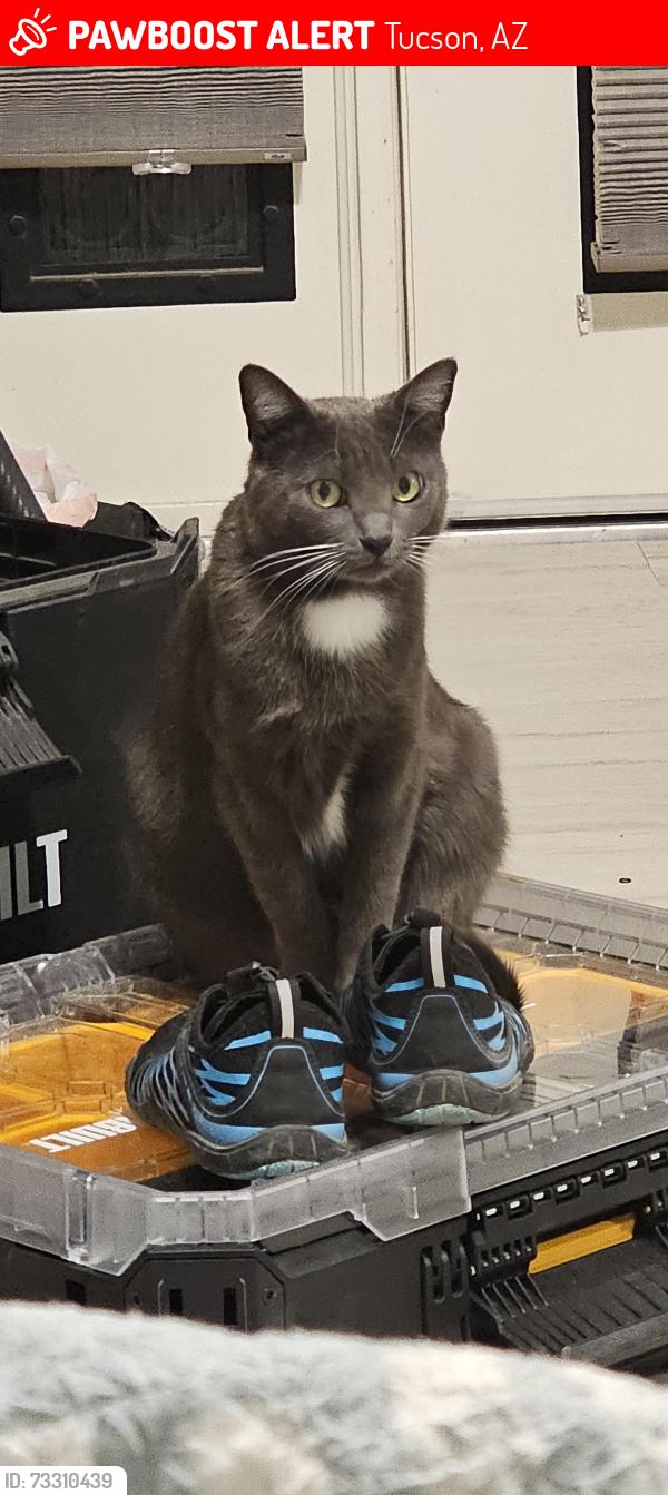 Lost Female Cat last seen End of Higginsfeather dr and Rondure loop, Tucson, AZ 85743