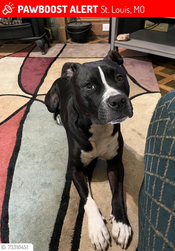Lost Male Dog last seen White Castle, St. Louis, MO 63107