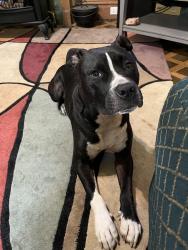 Lost Male Dog last seen White Castle, St. Louis, MO 63107