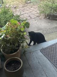 Lost Female Cat last seen Henderson, Fort Worth, TX 76110