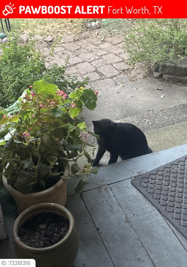 Lost Female Cat last seen Henderson, Fort Worth, TX 76110