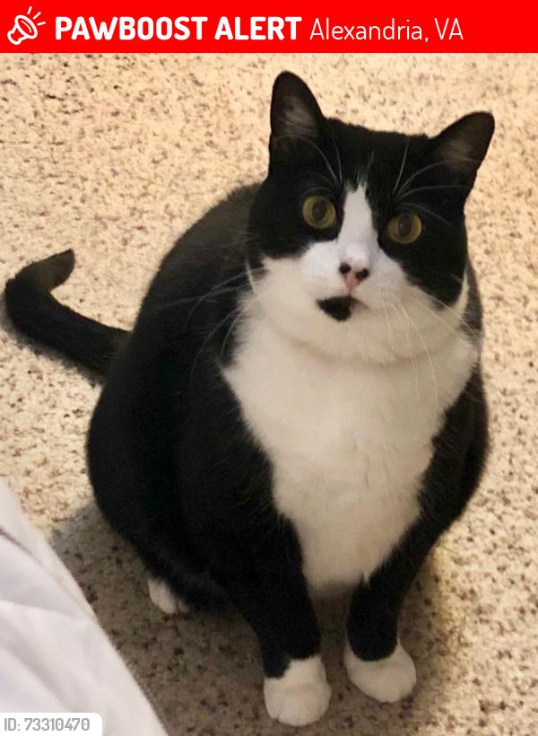 Lost Female Cat last seen The Pinecrest Neighborhood, Alexandria, VA 22312