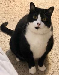 Lost Female Cat last seen The Pinecrest Neighborhood, Alexandria, VA 22312