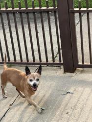 Found/Stray Male Dog last seen Near South Avenue N, Chicago, IL 60610