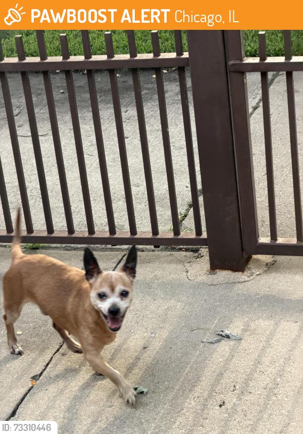 Found/Stray Male Dog last seen Near South Avenue N, Chicago, IL 60610