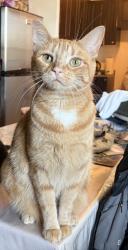 Reunited Female Cat last seen in the Eglinton and Kennedy area by Ionview, Toronto, ON M1K 2N7