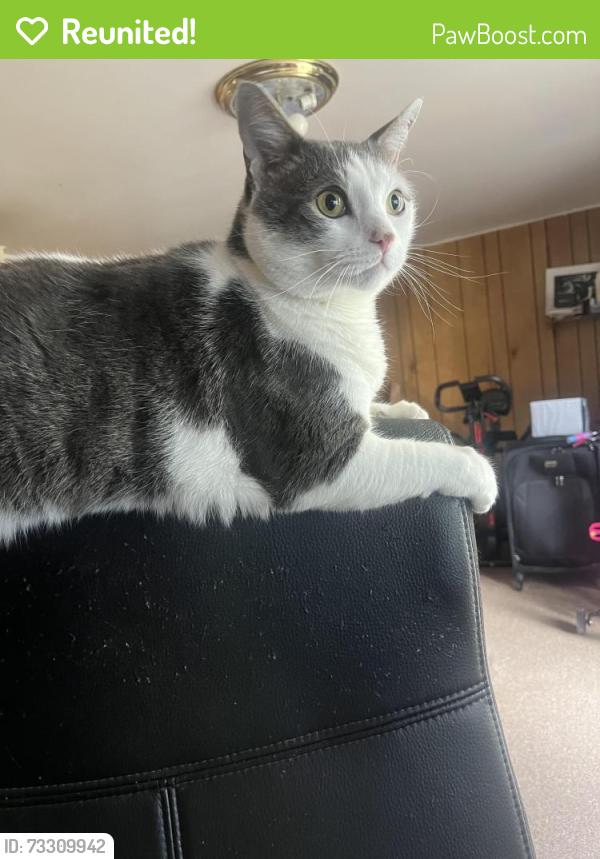 Reunited Male Cat last seen 78th and buist, Philadelphia, PA 19153