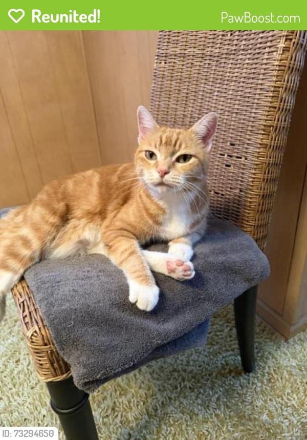 Reunited Female Cat last seen E 77th Terrace and Lydia, Kansas City, MO 64131