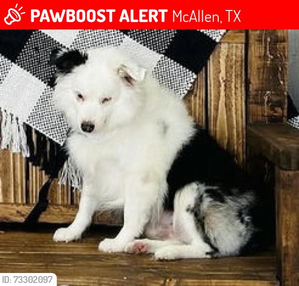Lost Male Dog last seen Between N 6th St and 2nd St, south of Nolana, McAllen, TX 78501