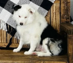 Lost Male Dog last seen Between N 6th St and 2nd St, south of Nolana, McAllen, TX 78501