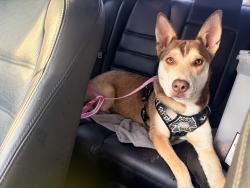 Reunited Female Dog last seen Walmsley blvd, Richmond, VA 23234