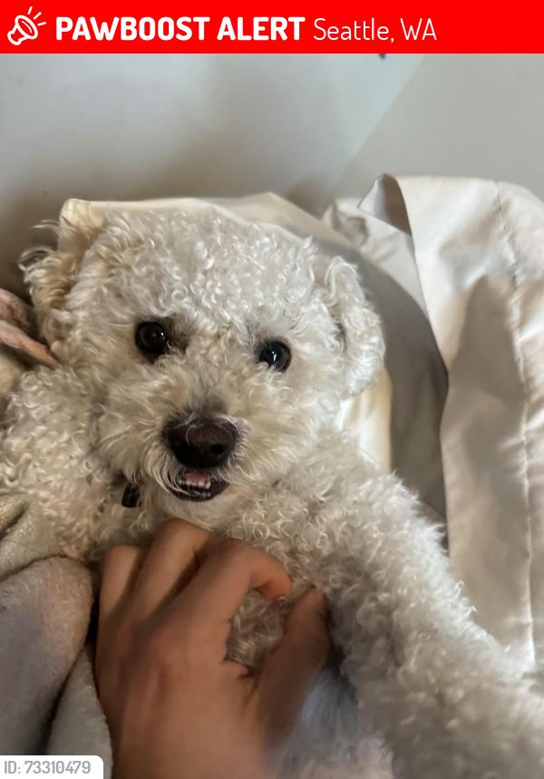 Lost Male Dog last seen Near 11th ave E, Seattle, WA 98102