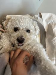 Lost Male Dog last seen Near 11th ave E, Seattle, WA 98102