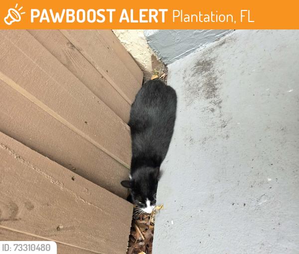 Found/Stray Unknown Cat last seen Sunrise blvd & creek rd, Plantation, FL 33313