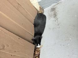 Found/Stray Unknown Cat last seen Sunrise blvd & creek rd, Plantation, FL 33313