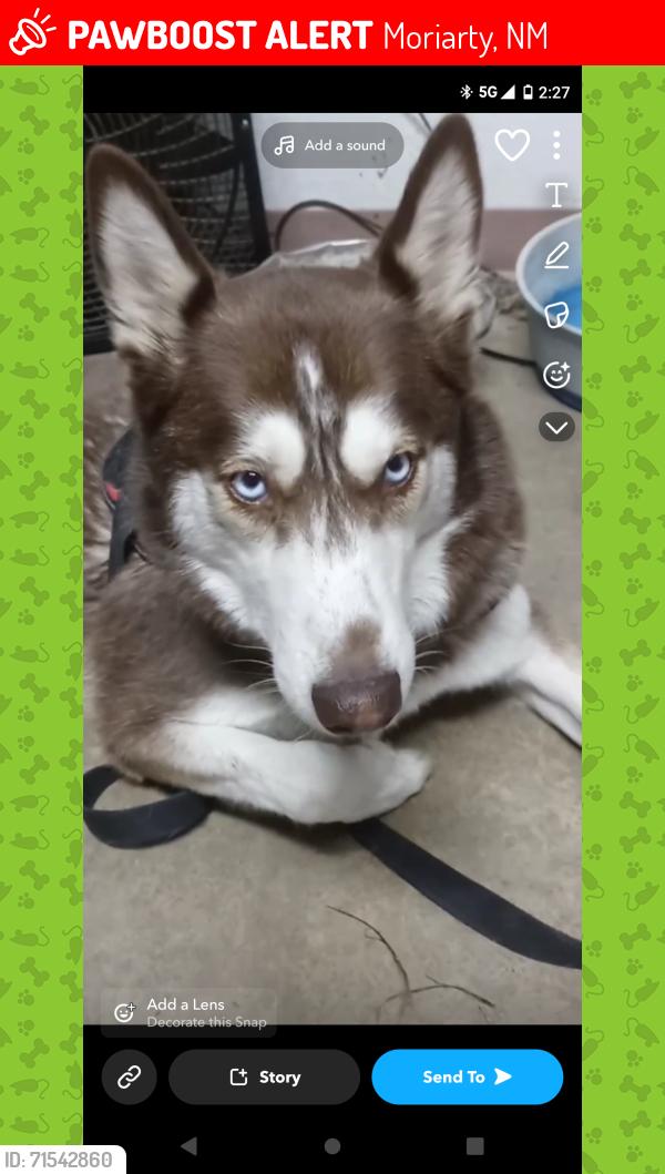 Lost Female Dog last seen My dog was found on the streets in Rio rancho. And someone posted that on here and is not giving her back to me, Moriarty, NM 87035