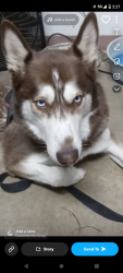 Lost Female Dog last seen My dog was found on the streets in Rio rancho. And someone posted that on here and is not giving her back to me, Moriarty, NM 87035