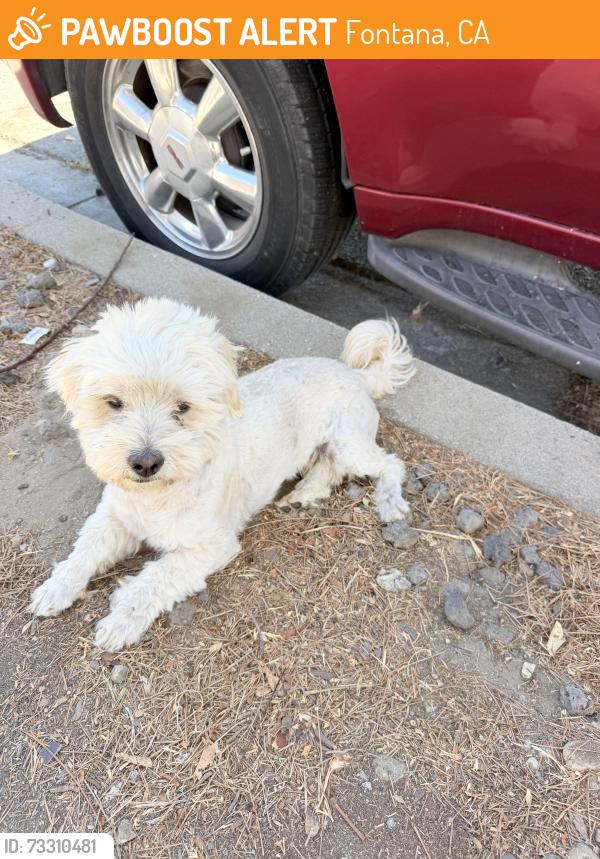 Found/Stray Female Dog last seen Tamarind, Fontana, CA 92336