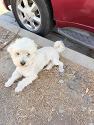 Found/Stray Female Dog last seen Tamarind, Fontana, CA 92336