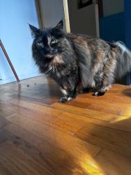 Reunited Female Cat last seen East 13th and woodland, Vancouver, BC V5N 2B6