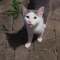Found/Stray Male Cat last seen Brae Loch and Cambridge Dr, Grayslake, IL 60030