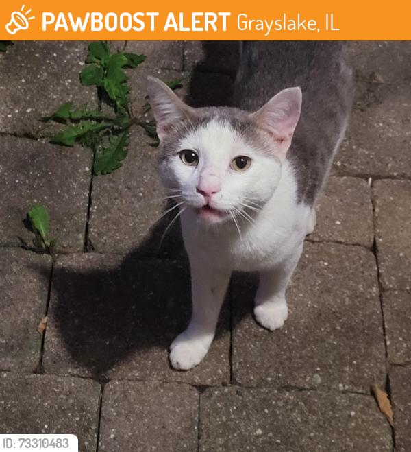 Found/Stray Male Cat last seen Brae Loch and Cambridge Dr, Grayslake, IL 60030