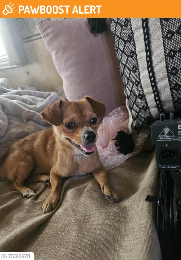 Found/Stray Male Dog last seen Main road coming down mountain, Palomar Mountain, CA 92061