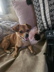 Found/Stray Male Dog last seen Main road coming down mountain, Palomar Mountain, CA 92061