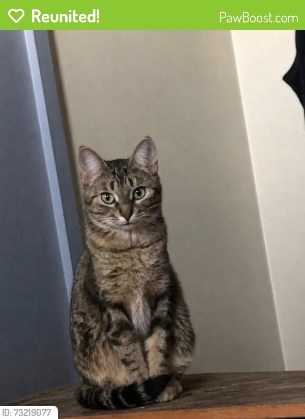 Reunited Female Cat last seen Ranchlands, Calgary, AB T3G 1J7