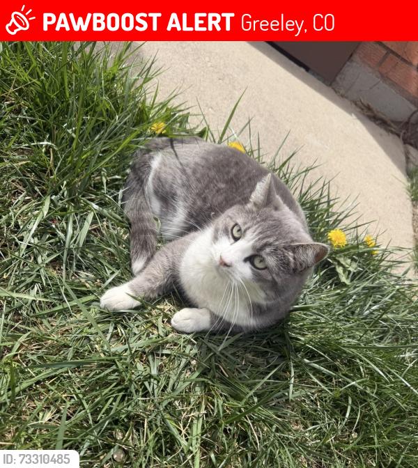 Lost Female Cat last seen Near Zigggis on 10th street, Greeley, CO 80634