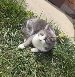 Lost Female Cat last seen Near Zigggis on 10th street, Greeley, CO 80634