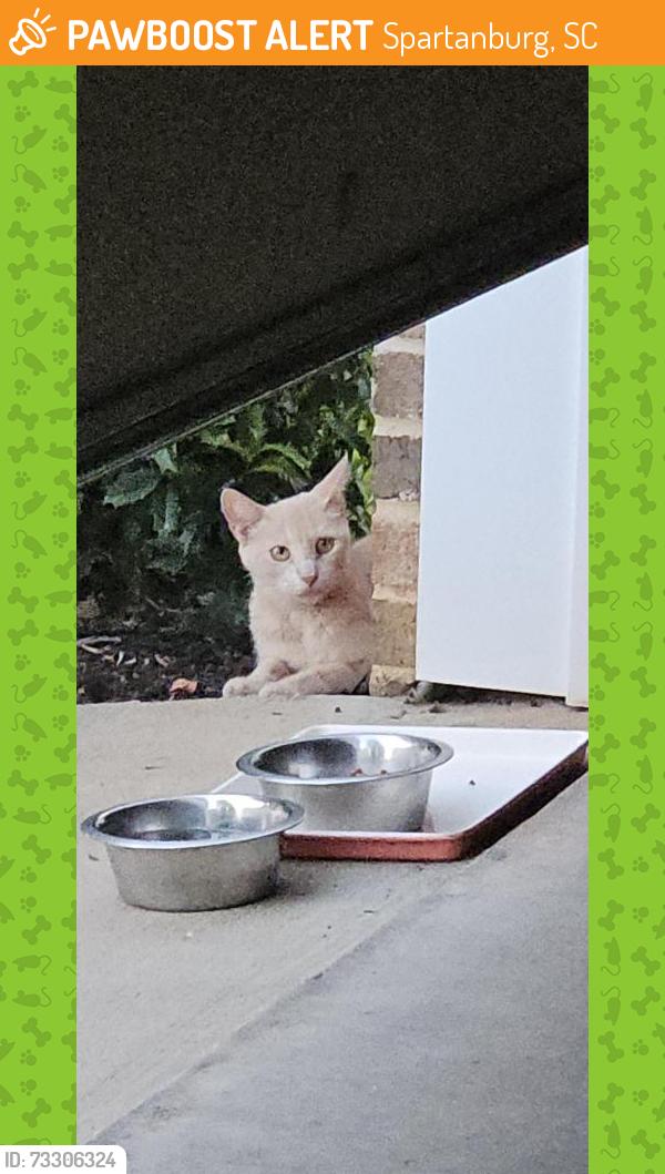 Found/Stray Unknown Cat last seen Willis and Caldwell Roads, Spartanburg, SC 29301