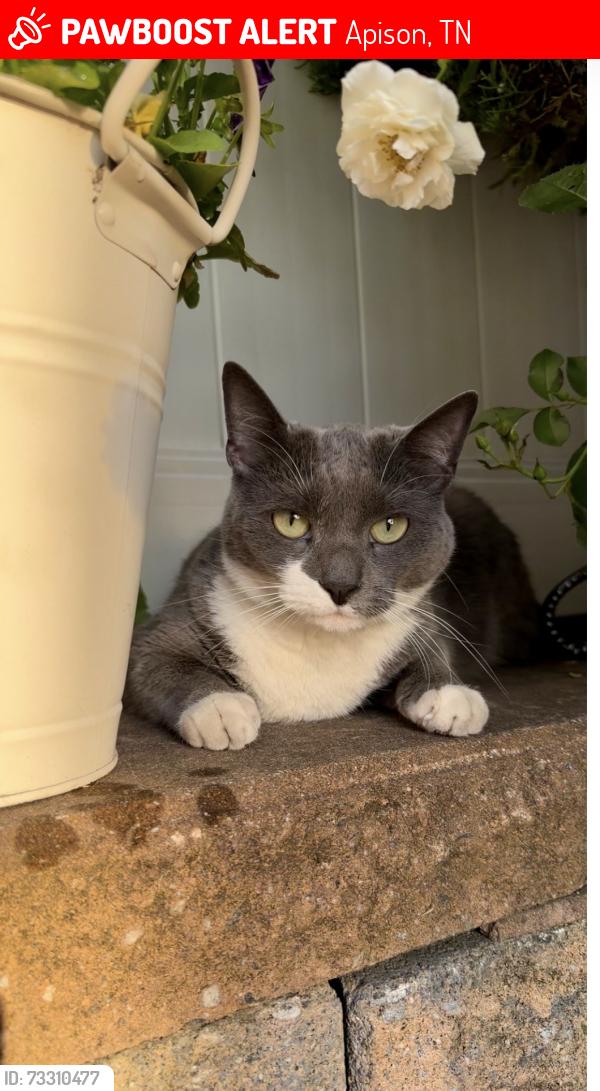 Lost Female Cat last seen Apison Pike, Apison, TN 37302