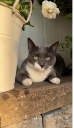 Lost Female Cat last seen Apison Pike, Apison, TN 37302