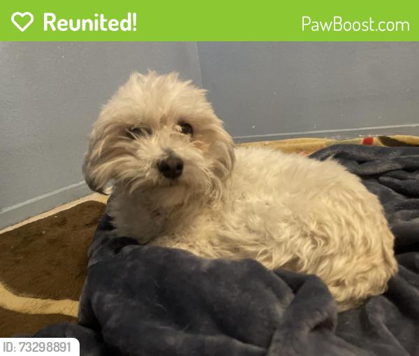 Reunited Female Dog last seen Los Feliz St and E Carey Ave, by Sunrise Mountain High School, Las Vegas, NV 89156