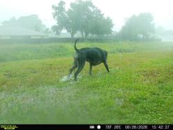 Found/Stray Unknown Dog last seen Firestone Street NE along drainage canal going toward Eldron, Palm Bay, FL 32907