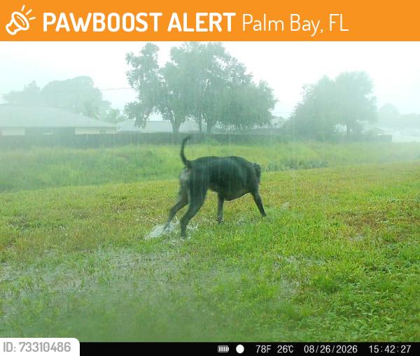 Found/Stray Unknown Dog last seen Firestone Street NE along drainage canal going toward Eldron, Palm Bay, FL 32907