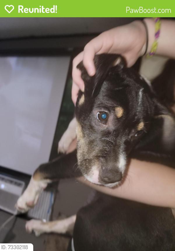 Reunited Male Dog last seen King George est, Pensacola, FL 32526