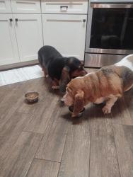 Reunited Male Dog last seen cresthaven dr, Rockwall, TX 75032
