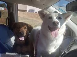 Reunited Unknown Dog last seen Ready Fork Rd and Fork Shoals rd, Greenville County, SC 29605