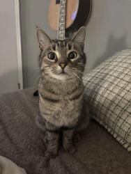Lost Female Cat last seen Walmart, Newcastle, OK 73065