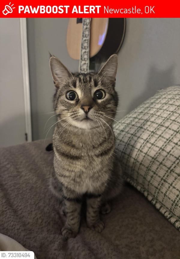 Lost Female Cat last seen Walmart, Newcastle, OK 73065