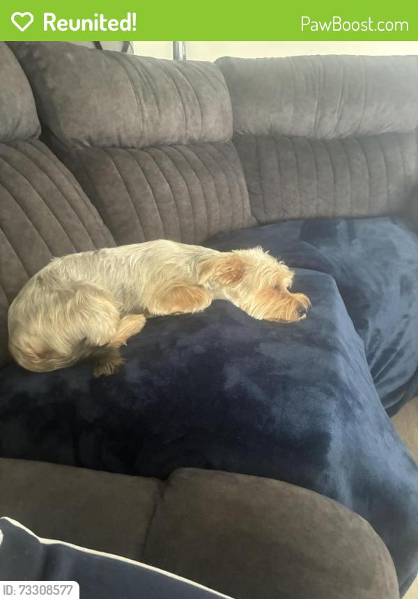 Reunited Female Dog last seen Desert Inn, Golden Arrow Dr, Vegas Valley Dr, Las Vegas, NV 89169