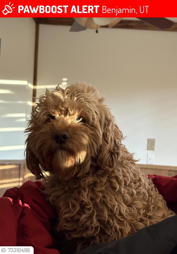 Lost Male Dog last seen Near s 3200 w, Benjamin, UT 84660