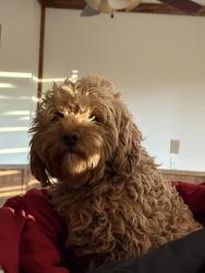 Lost Male Dog last seen Near s 3200 w, Benjamin, UT 84660