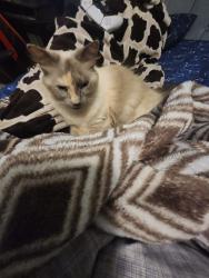 Reunited Female Cat last seen Park across the street from last location, Leland, NC 28451
