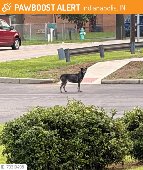Found/Stray Male Dog last seen Alden & Foltz, Indianapolis, IN 46221