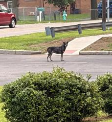 Found/Stray Male Dog last seen Alden & Foltz, Indianapolis, IN 46221